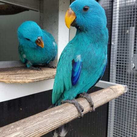 Parrots For Sale In Florida, Eclectus Parrot Price