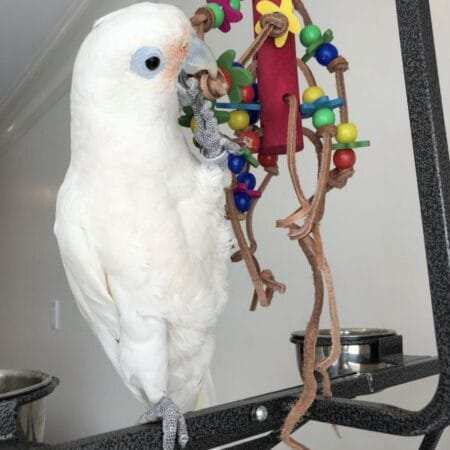 Cockatoo For Sale Near Me