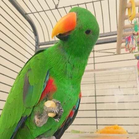 Eclectus Parrot For Sale