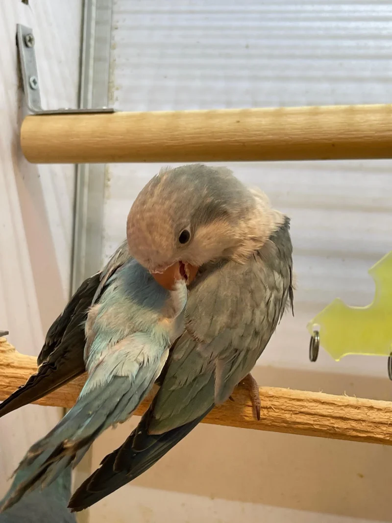 Quaker Parrots for Sale