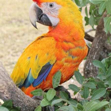 Macaw Bird For Sale