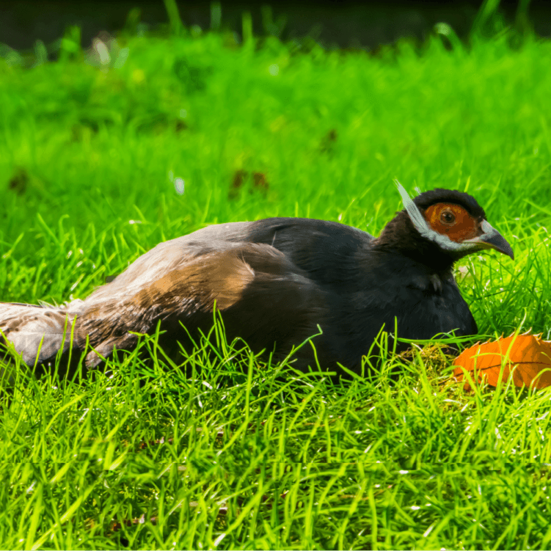 Pheasants For Sale