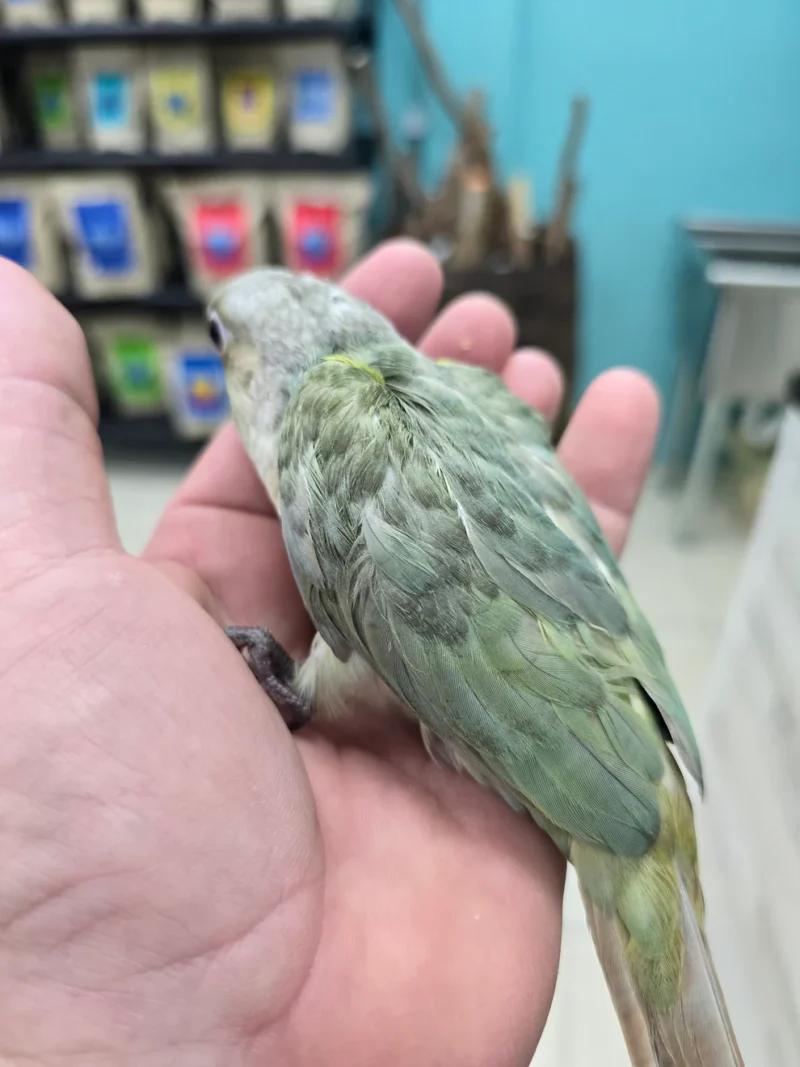 Moon cheek conure for sale