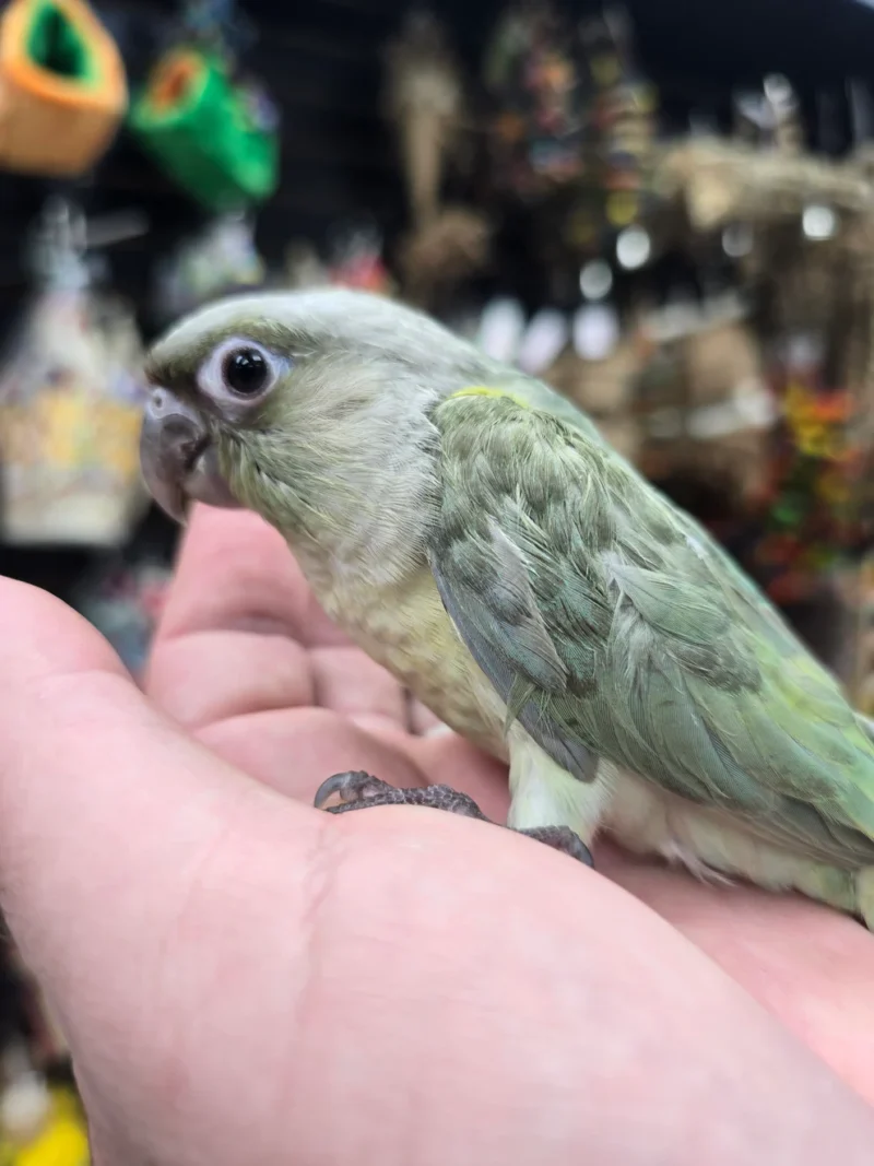 Moon cheek conure for sale