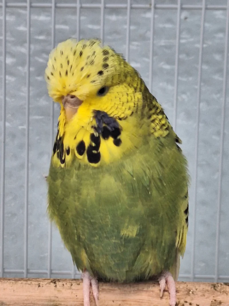 Budgie For Sale