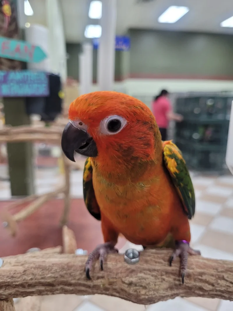 Sun Conures for Sale Near Me