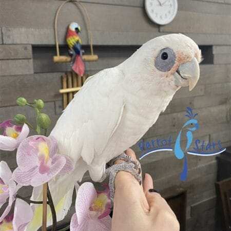 Cockatoo For Sale Michigan