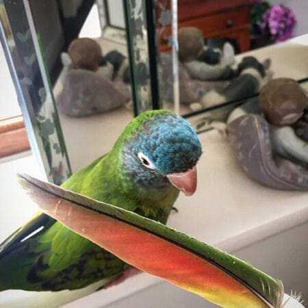 Blue Crown Conure For Sale