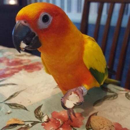 sun conure price