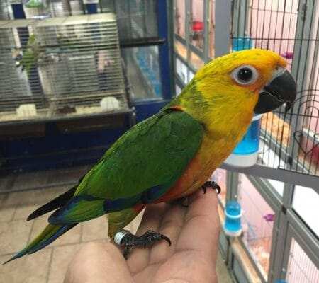 Jenday conure for sale