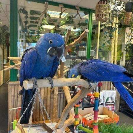 Hyacinth Macaw For Sale