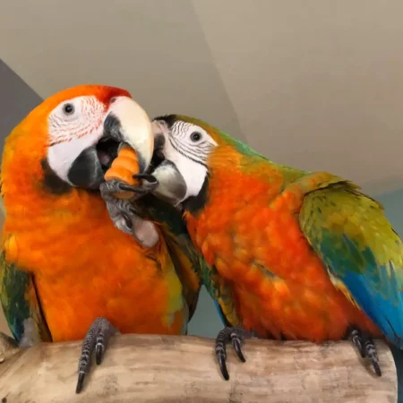 Exotic Birds for sale near me