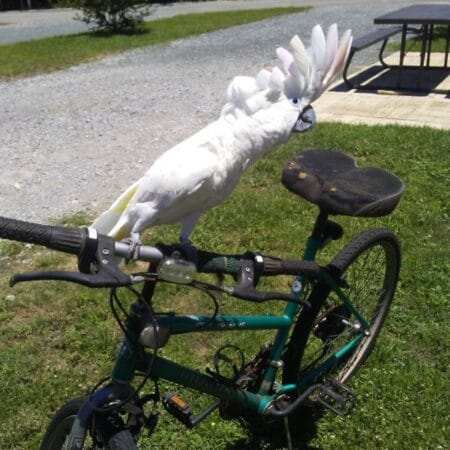 White Cockatoo For Sale