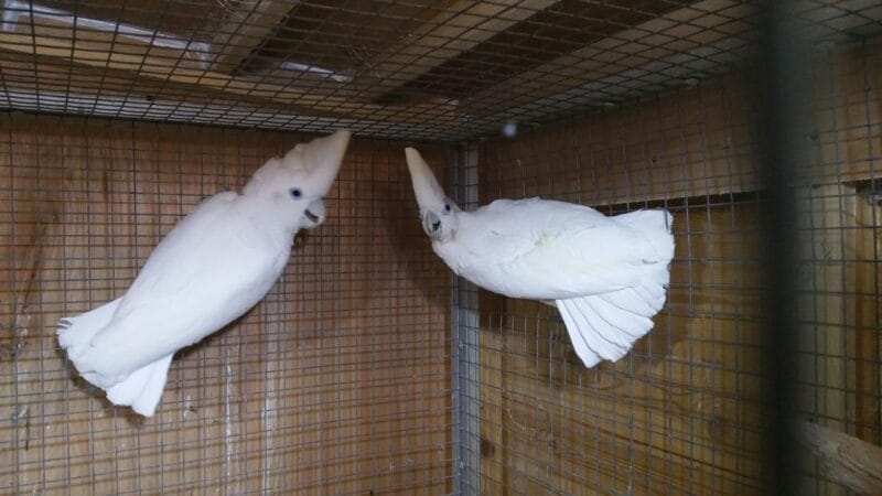 Cockatoo For Adoption