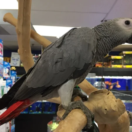 African Grey Parrot For Sale