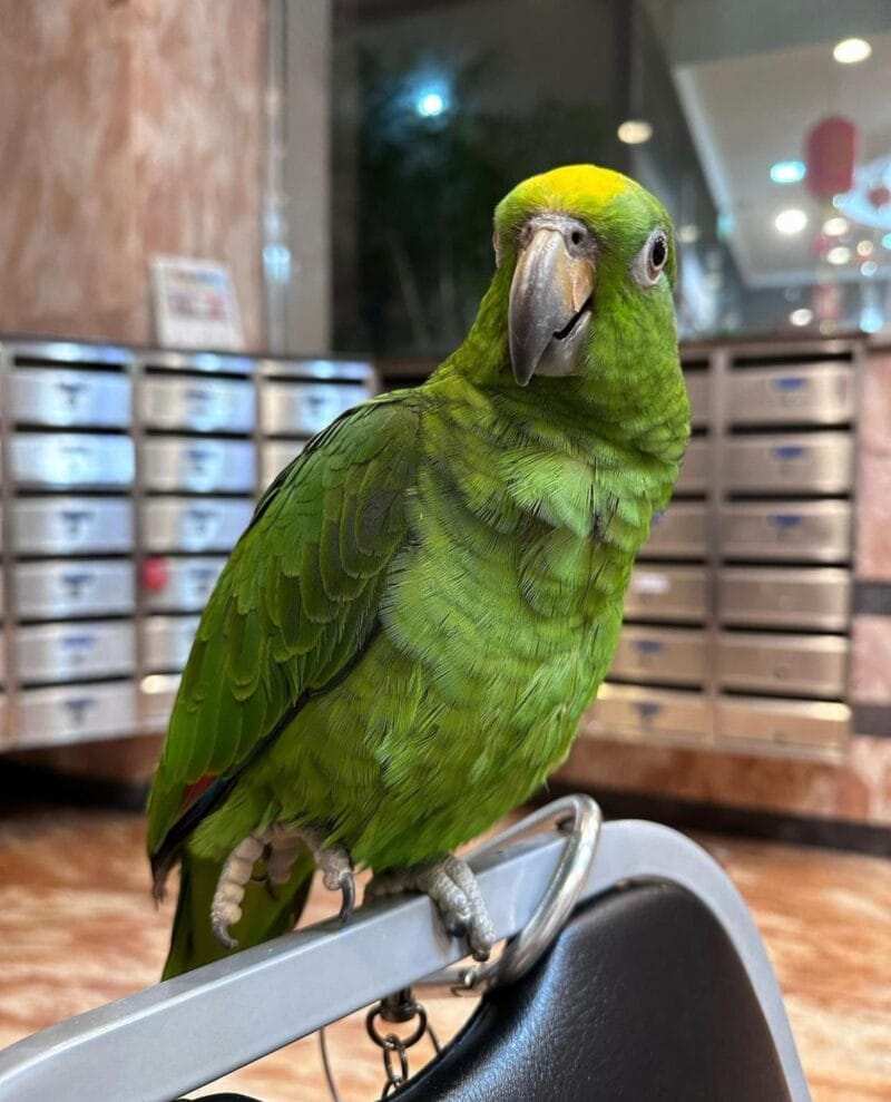 Saint Lucia Amazon Parrot Talking for Sale