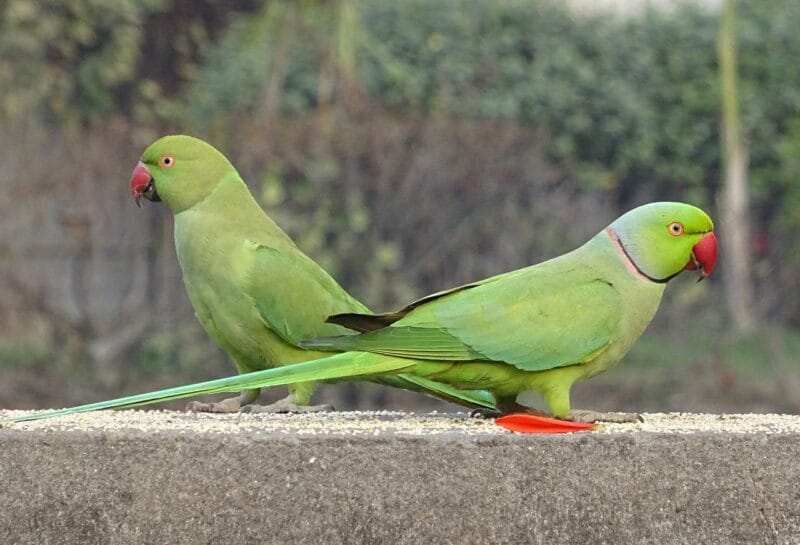 Indian Ring Neck Parrot - Green