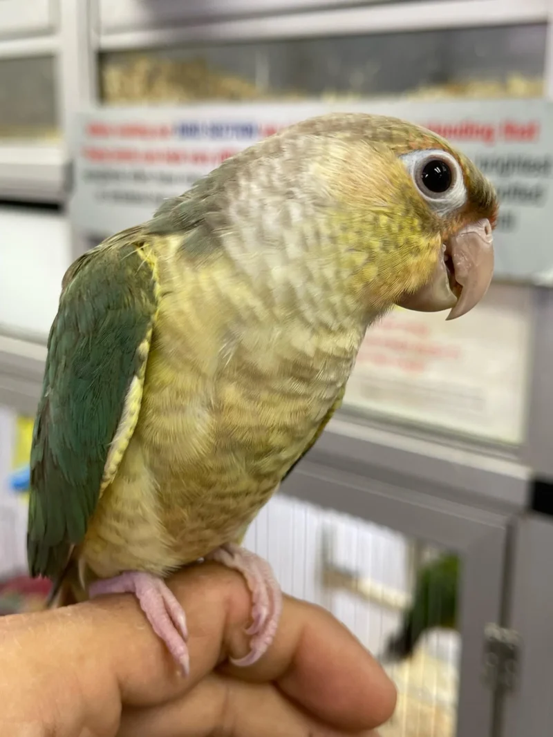 Pineapple Conure For Sale