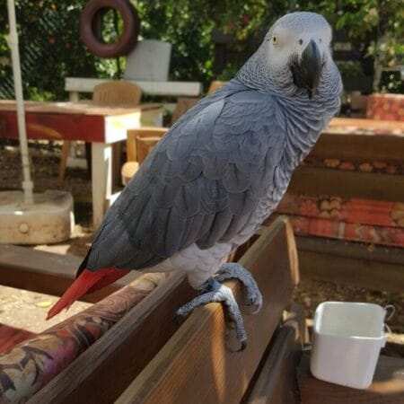 African Grey Parrots For Sale