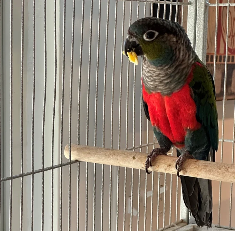 Crimson Bellied Conure for Sale