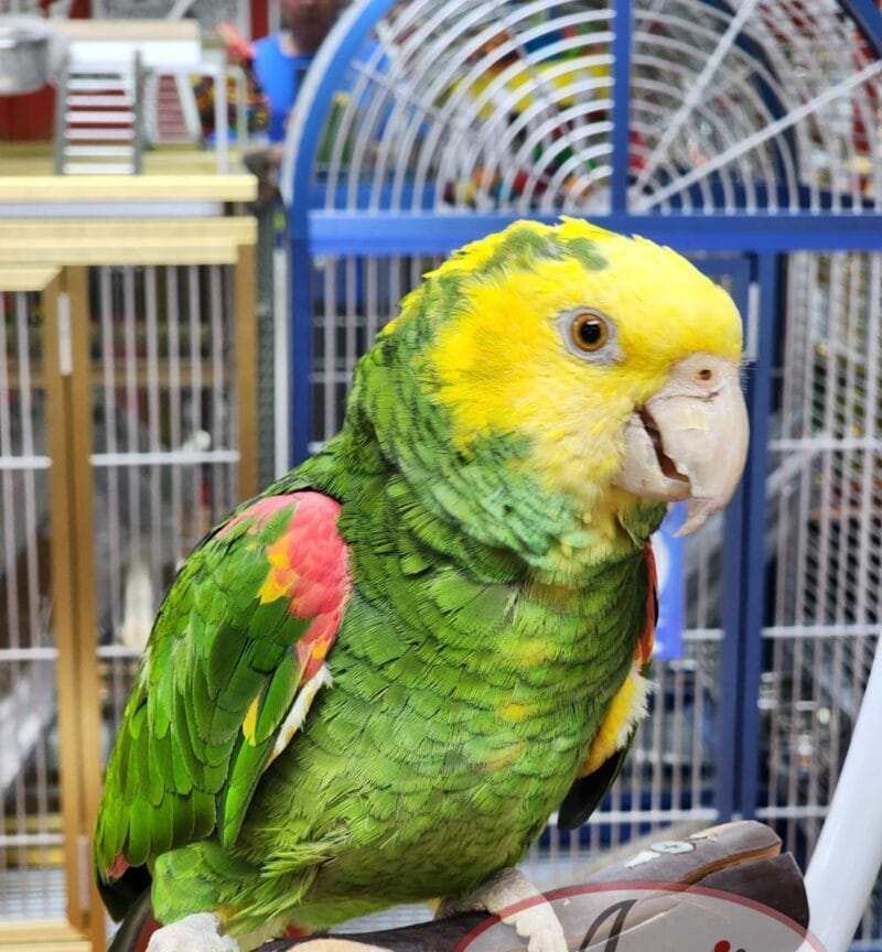 Amazon Parrots For Sale