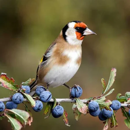 European Goldfinch Pet Finches For Sale