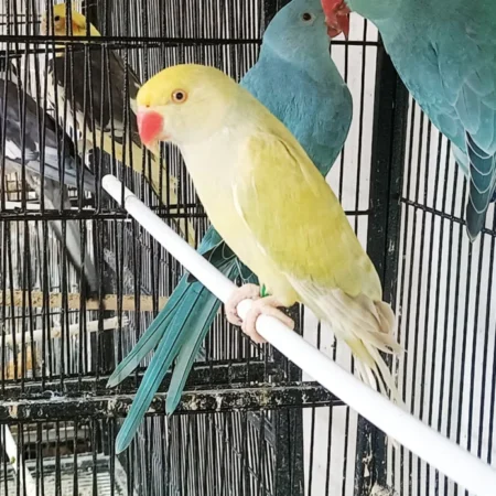 Ringneck Parrot For Sale