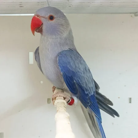 indian ringneck parrot for sale near me