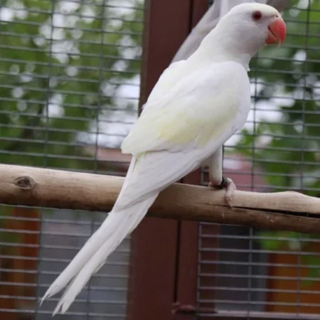 Indian Ringnecks For Sale