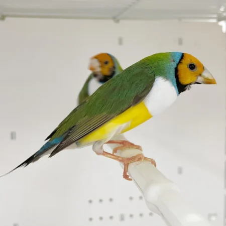 Gouldian Finches For Sale