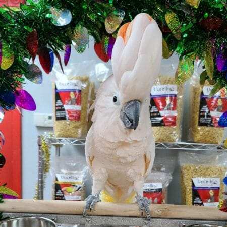 Moluccan Cockatoo for Sale