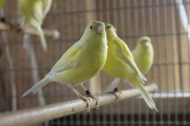 Russian Canary Bird for Sale