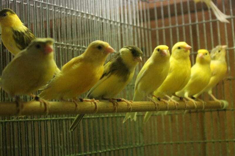 Russian Canary Bird for Sale