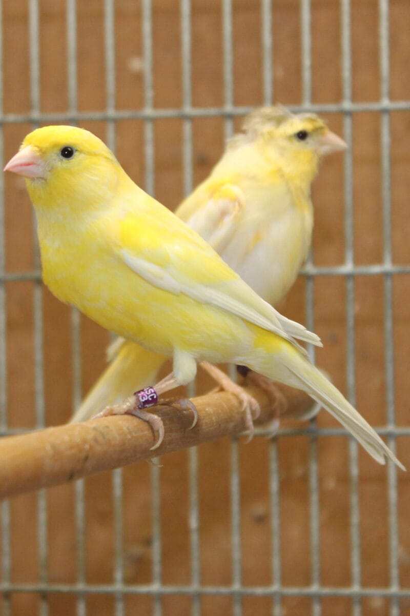 Russian Canary Bird for Sale