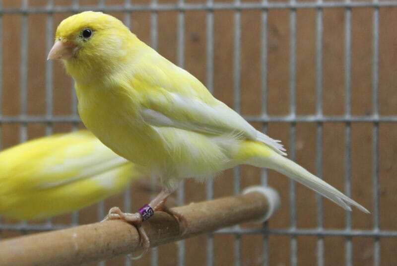 Russian Canary Bird for Sale