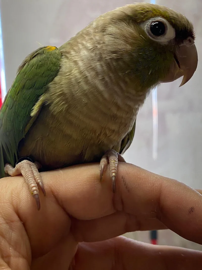 Blue Conure For Sale