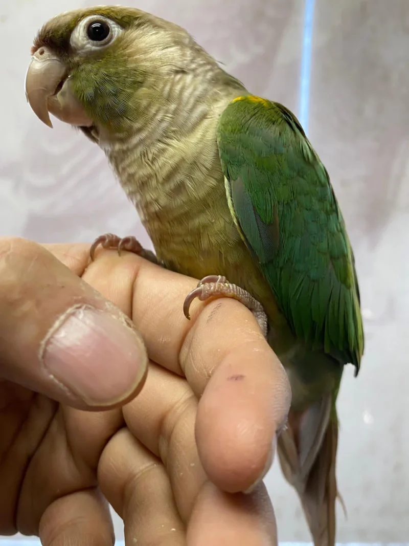 Blue Conure For Sale