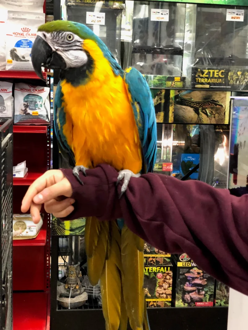 blue and gold macaw for sale