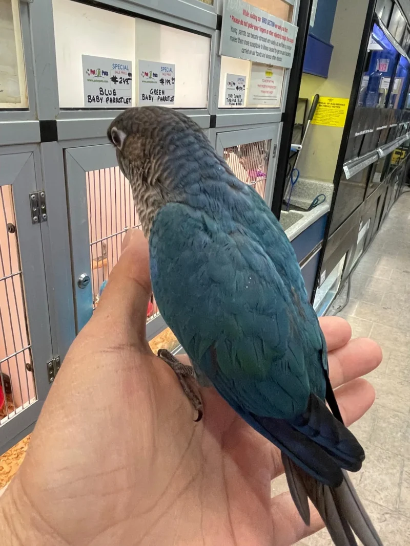 Parrot for Sale Near Me