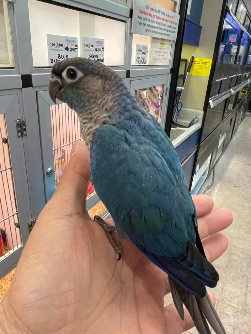 Parrot for Sale Near Me