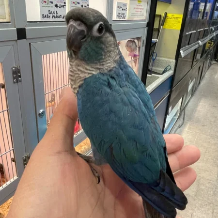 Parrot for Sale Near Me