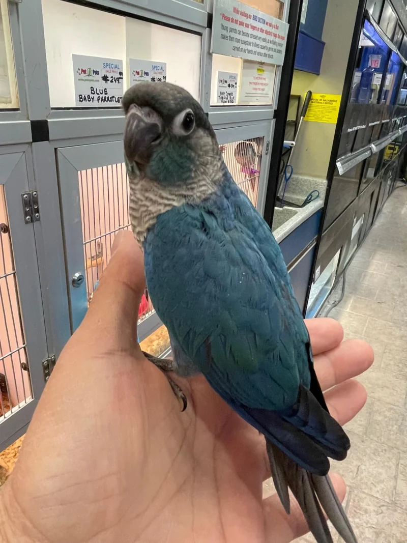 Parrot for Sale Near Me