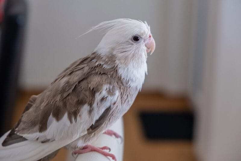 cockatiels for sale near me, What Is A Cockatiel