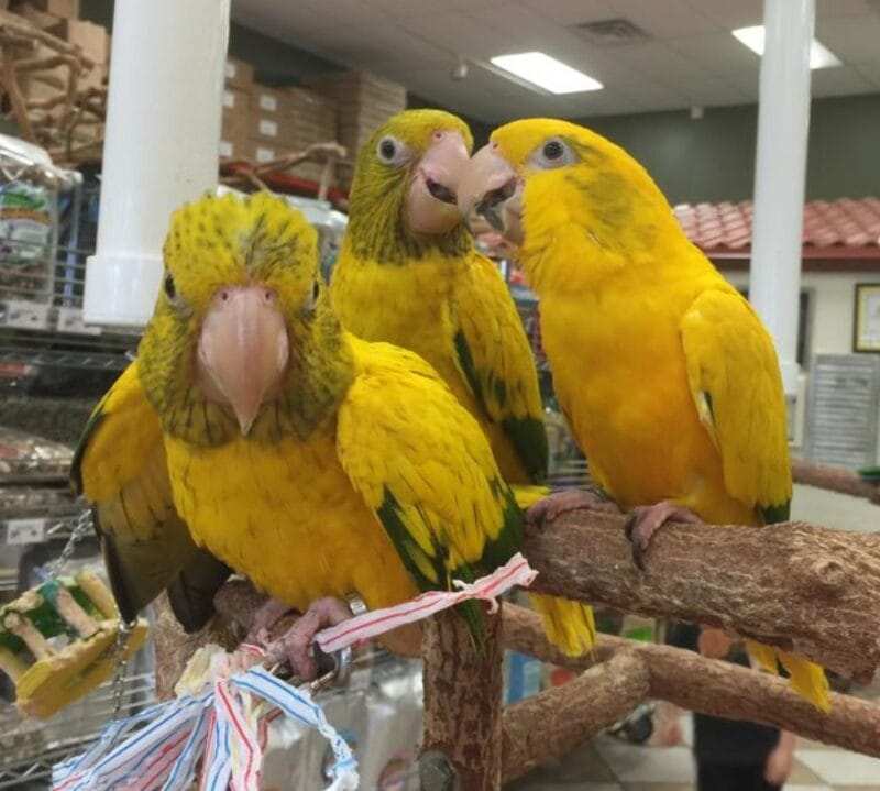 Hand Fed Parakeets for Sale