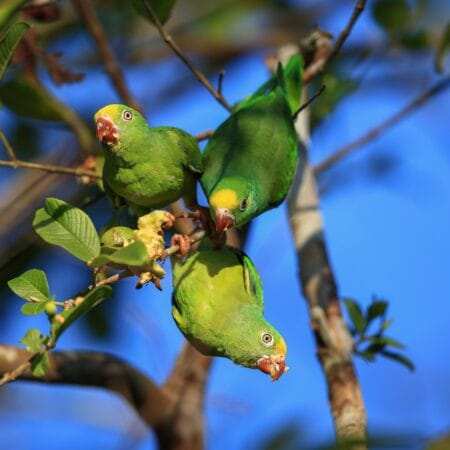 Live Parakeets For Sale Near Me (you)