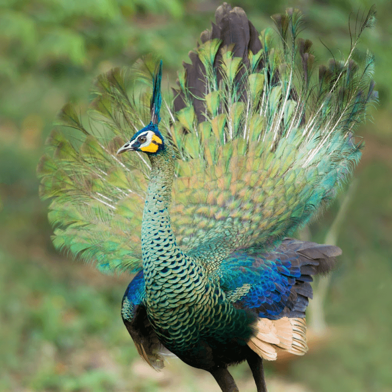 peacocks for sale near me