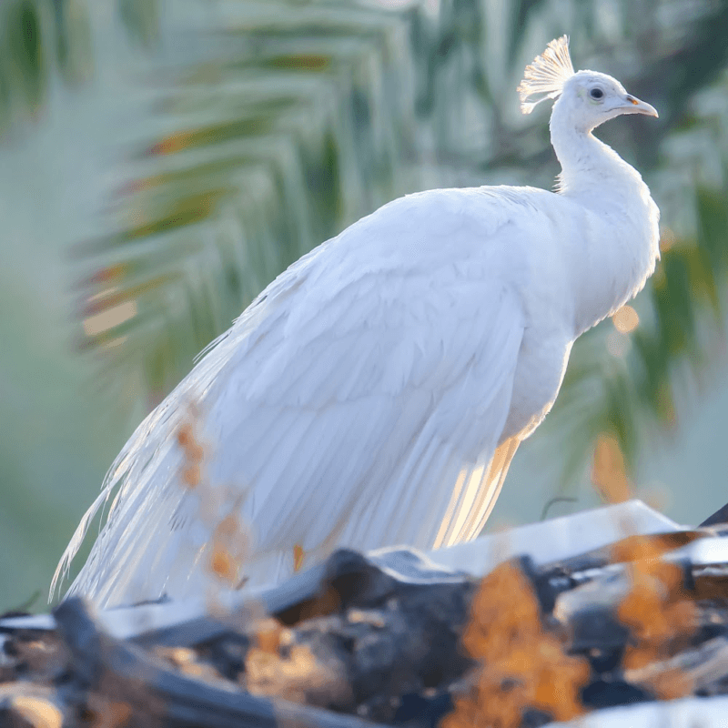 peafowl for sale near me