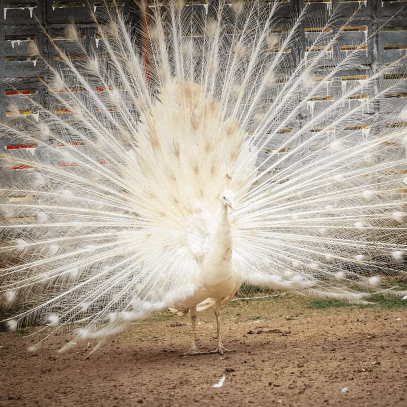 peafowl for sale near me