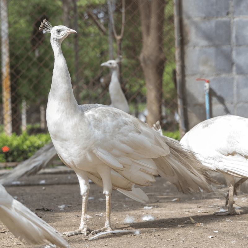 White Peafowl Juvenile Pair - Image 4