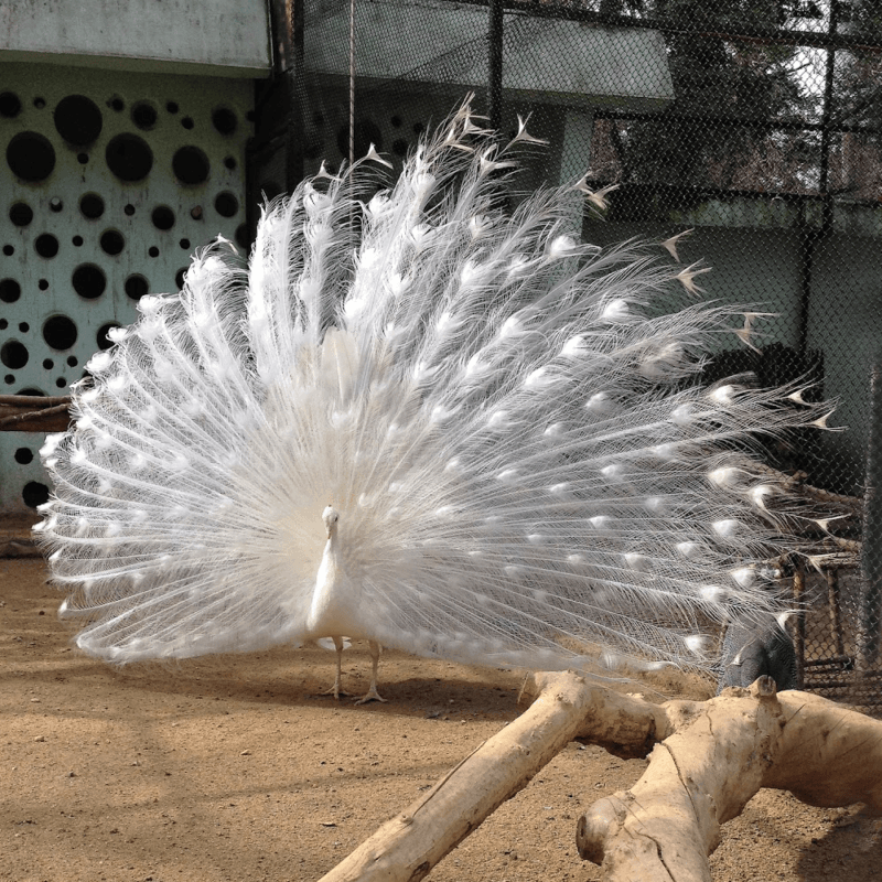 White Peafowl Juvenile Pair - Image 3